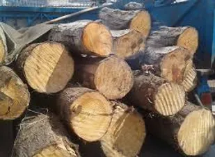 توقیف محموله ۱۰ تنی چوب قاچاق در میناب
