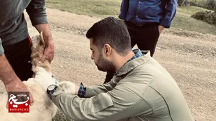 ویزیت رایگان ۵۵هزار دام سبک و سنگین در مناطق مختلف