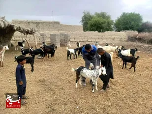 اعزام گروه جهادی دامپزشکی به مناطق عشایری شهرستان قصرقند / ارائه خدمات رایگان به بیش از ۱۶۰۰ رأس دام