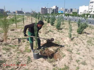 کاشت درختچه های مقاوم به کم آبی  در فضاهای سبز منطقه ۲۰