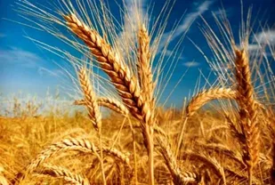 پیش&zwnj;بینی برداشت ۳۱ هزار تن گندم مازاد بر نیاز کشاورزان از مزارع درگز
