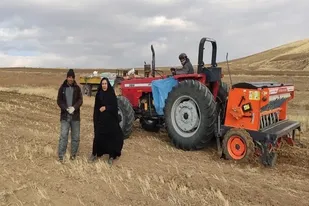 کشت گیاهان علوفه ای و دانه های روغنی در دیمزارهای بستان آباد