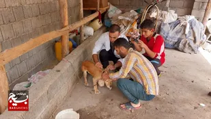 رزمایش جهادی واکسیناسیون رایگان دام و طیور در چهاردانگه