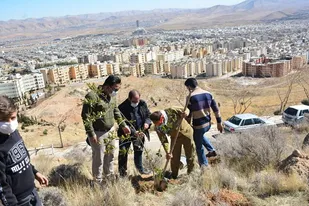 مراسم کاشت نهال به نام شهدا