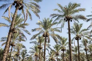پیش&zwnj;بینی برداشت ۴۵۰۰ تن خرما در سال جاری از نخیلات استان کرمانشاه