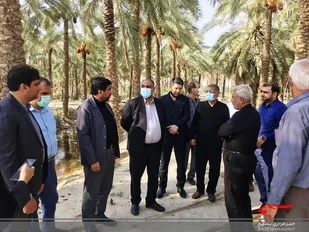 بازدید میدانی معاون وزیر جهاد کشاورزی از نخیلات تنگستان