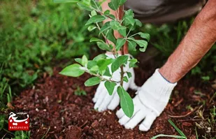 کاشت بیش از ۱۱ میلیون اصله نهال در دزفول
