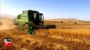 برداشت ۱۶۰ هزارتنی گندم از مزارع بیله&zwnj;سوار