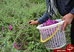 یک مربی کارآفرینی،
دست باز مادر طبیعت ایران و اشتغال پُر سود در عرصه گیاهان دارویی/ شغلی بدون نیاز به سرمایه با بازاری جهانی
