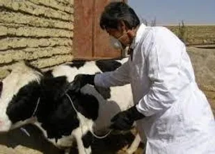 تب سه روزه، شایع&zwnj;ترین بیماری دام&zwnj;های سنگین درگز