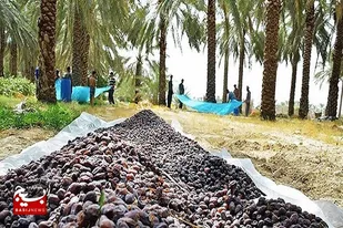 ۱۰۲ واحد صنایع وابسته به خرما در سیستان و بلوچستان راه&zwnj;اندازی شده است