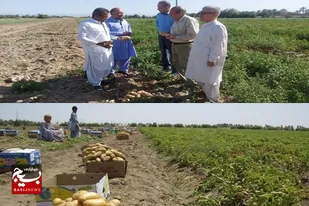 آغاز برداشت سیب زمینی ۵۰ هکتار از اراضی کشاورزی شهرستان ایرانشهر