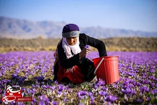 تربت&zwnj;حیدریه میزبان نخستین جشنواره ملی فیلم زعفران