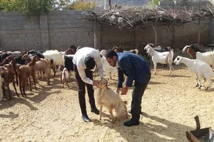 رزمایش هوشمند سازی کشاورزی و اعزام کلینیک&zwnj;های دامپزشکی آغاز شد