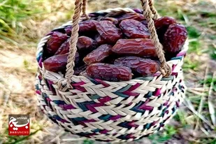 آمادگی تعاون روستایی خوزستان برای خرید ۳ هزار تن خرما