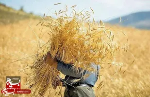 رفع مشکل ثبت اطلاعات گندم&zwnj;کاران