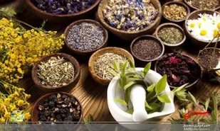 سایت های الگویی گیاهان دارویی در استان قزوین ایجاد می شود