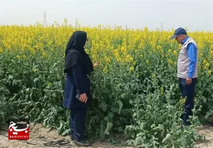 تولید کلزا در بیله&zwnj;سوار در مسیر خودکفایی روغن
