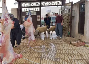 عرضه و ذبح دام خارج از کشتارگاه&zwnj;ها در ایلام ممنوع است.