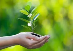 کاشت 20هزار اصله نهال به مناسبت هفته منابع طبیعی در کبودراهنگ