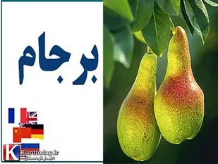 گلابی برجام نرسید باغبانش ترکید