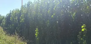 کاشت درختان صنوبر در ۱۰۰ هکتار از مزارع آبی
