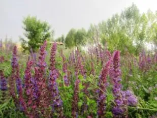 طبیعت زیبای روستای مرشت شهرستان کوثر