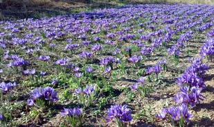 آغاز برداشت طلای سرخ از ۱۰۱ هکتار از مزارع کشاورزی قزوین