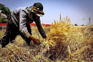 رتبه چهارم رشد تولید گندم کشور به استان زنجان اختصاص یافت