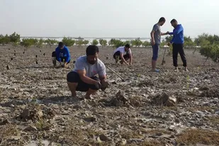 کاشت ۱۰۰۰ نهال حرا توسط بسیجیان حوزه مقاومت کربلا بوشهر