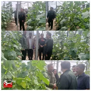نگاهی به دنیای سبز و محصولات نوآورانه