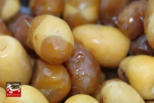 برداشت رطب نوبرانه در شادگان