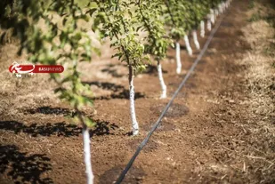 &laquo;استفاده از شاخص رضایت&zwnj;مندی نیاز آبی برای ارائه الگوی کم&zwnj;آبیاری&raquo; برای نخستین بار در کشور