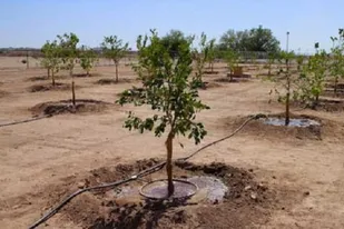 غرس 1000 اصله نهال در شهرک صنعتی خاش