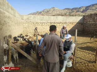 واکسیناسیون بیش از ۵ هزار رأس دام