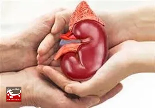 پرداخت ۸۳۰ میلیون تومان پاداش اهدای کلیه در اردبیل