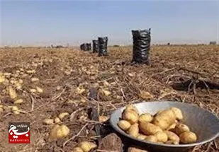 بدهی ۴۰۰ میلیاردی تعاون روستایی &zwnj;به سیب&zwnj;زمینی&zwnj;کاران اردبیلی