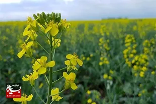 کشت دانه روغنی کلزا در اراضی آبی و دیم دزفول