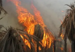مهار آتش&zwnj;سوزی نخلستان در تنگه سه آبادان/ ۵۰۰ اصله نخل در آتش سوخت