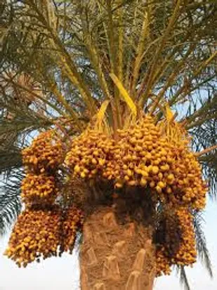 آغاز برداشت خرما از نخیلات قصرشیرین و جای خالی صنایع تبدیلی