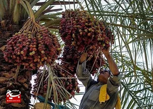 خوزستان تولید کننده ۲۳ درصد خرمای کشور