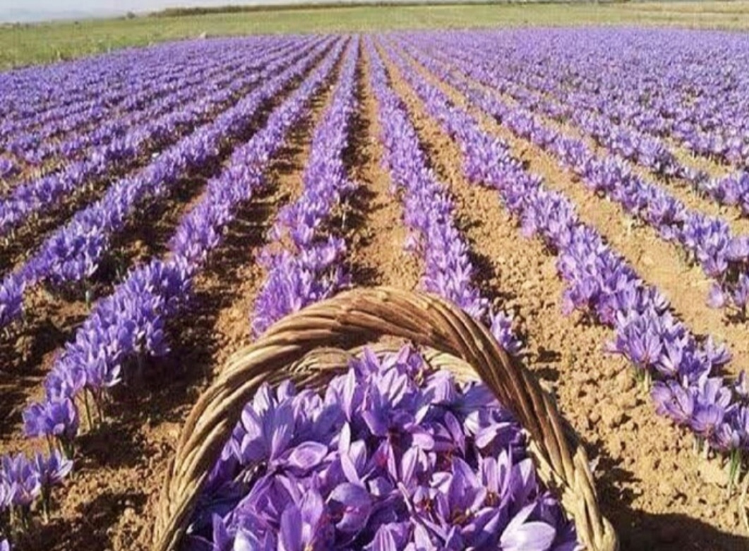 طلای سرخ ایران در مسیر جهانی شدن؛ نگاهی به دهمین همایش زنجیره ارزش زعفران