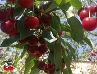 حدود 2000 هکتار از باغات استان مرکزی زیر کشت گیلاس و آلبالو