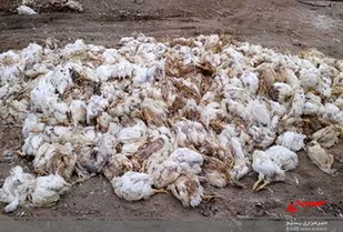 تلف&zwnj;شدن ۱۶ هزار قطعه مرغ گوشتی در مهدیشهر