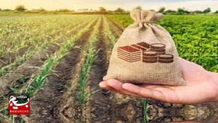 بیمه اجباری ۴۵۰ هزار هکتار از اراضی کشاورزی استان اردبیل آغاز شد
