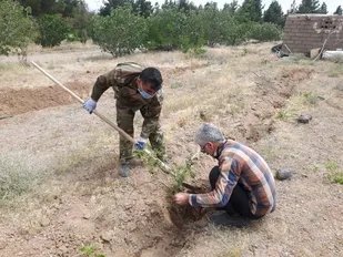 کاشت ۵۰۰ اصله نهال گل محمدی در حوزه بسیج محلات مالک اشتر بیارجمند+ تصاویر