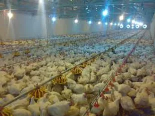 اجرای طرح مراقبت آنفلوآنزای فوق حاد پرندگان در آبیک