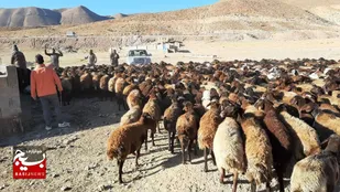 امکان افزایش ۲ برابری تولید گوشت قرمز با تامین نهاده&zwnj;ها / بسیج سازندگی به داد ما رسید