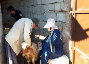 خدمات رسانی و ویزیت رایگان به کشاورزان و دامداران در روستاهای شهرستان سیروان انجام گرفت