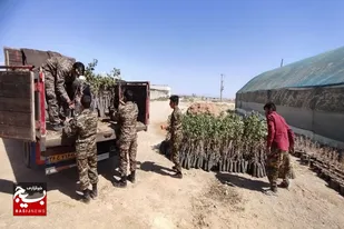 بسیجیان جهادگر به یاری باغدار سرخه ای رفتند